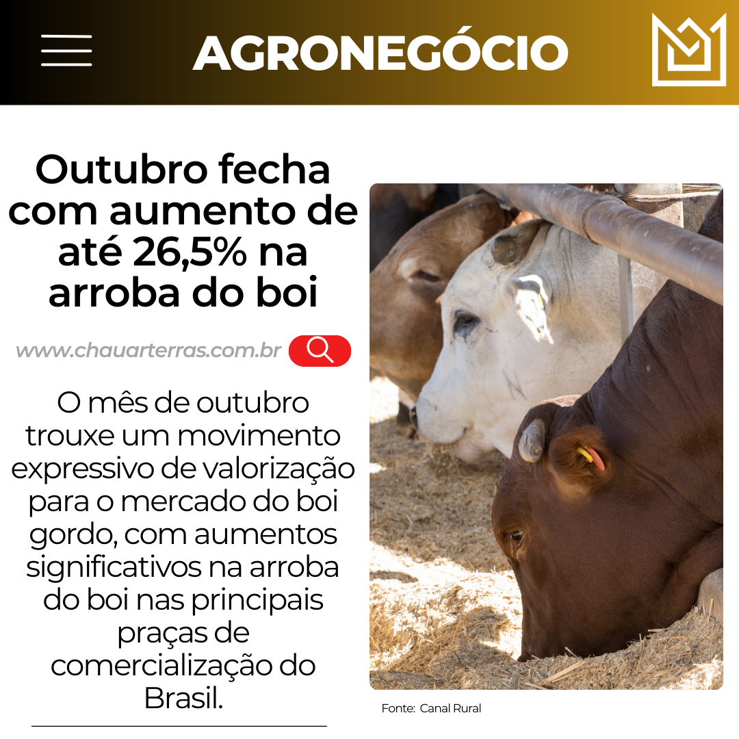 Outubro fecha com aumento de até 26,5% na arroba do boi.