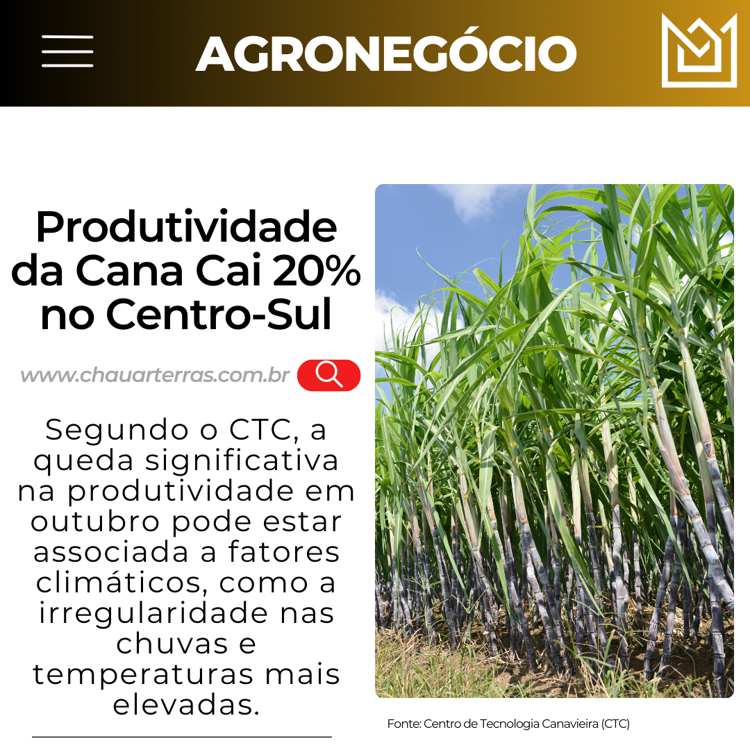 Produção de Cana no Centro-Sul Despenca
