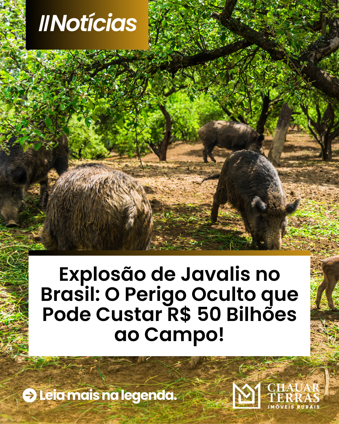 Explosão de Javalis no Brasil