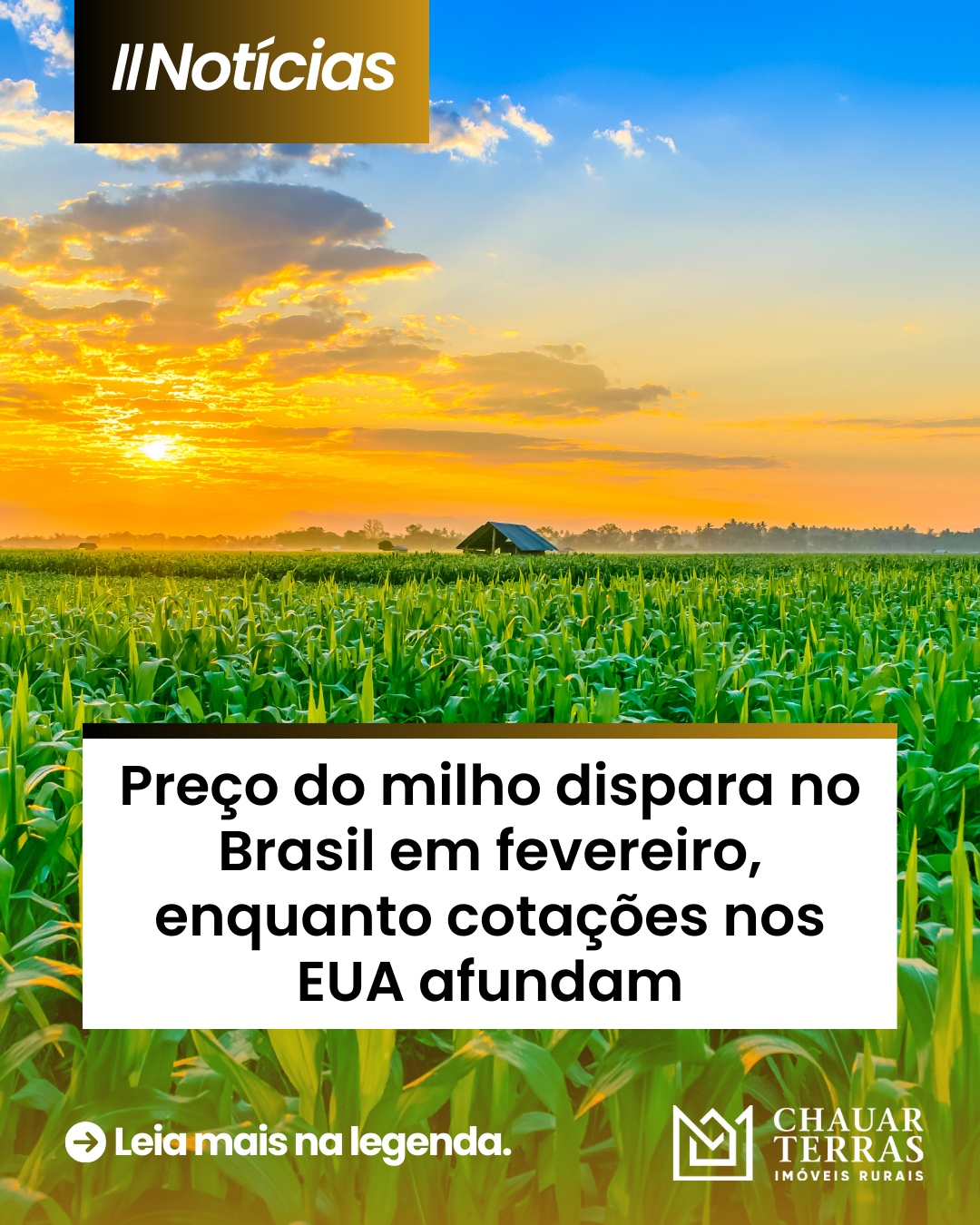 Demanda aquecida faz preço do milho subir no Brasil