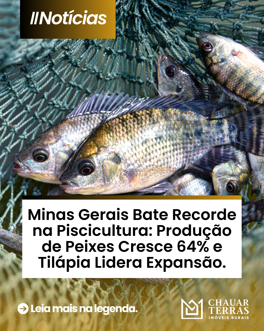 Minas Gerais Bate Recorde na Piscicultura