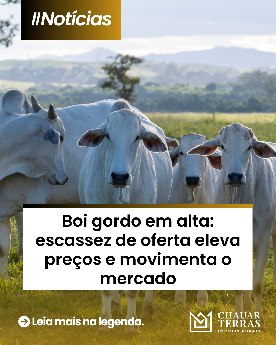 Com menos boiada no mercado, preço do boi gordo dispara em várias regiões.