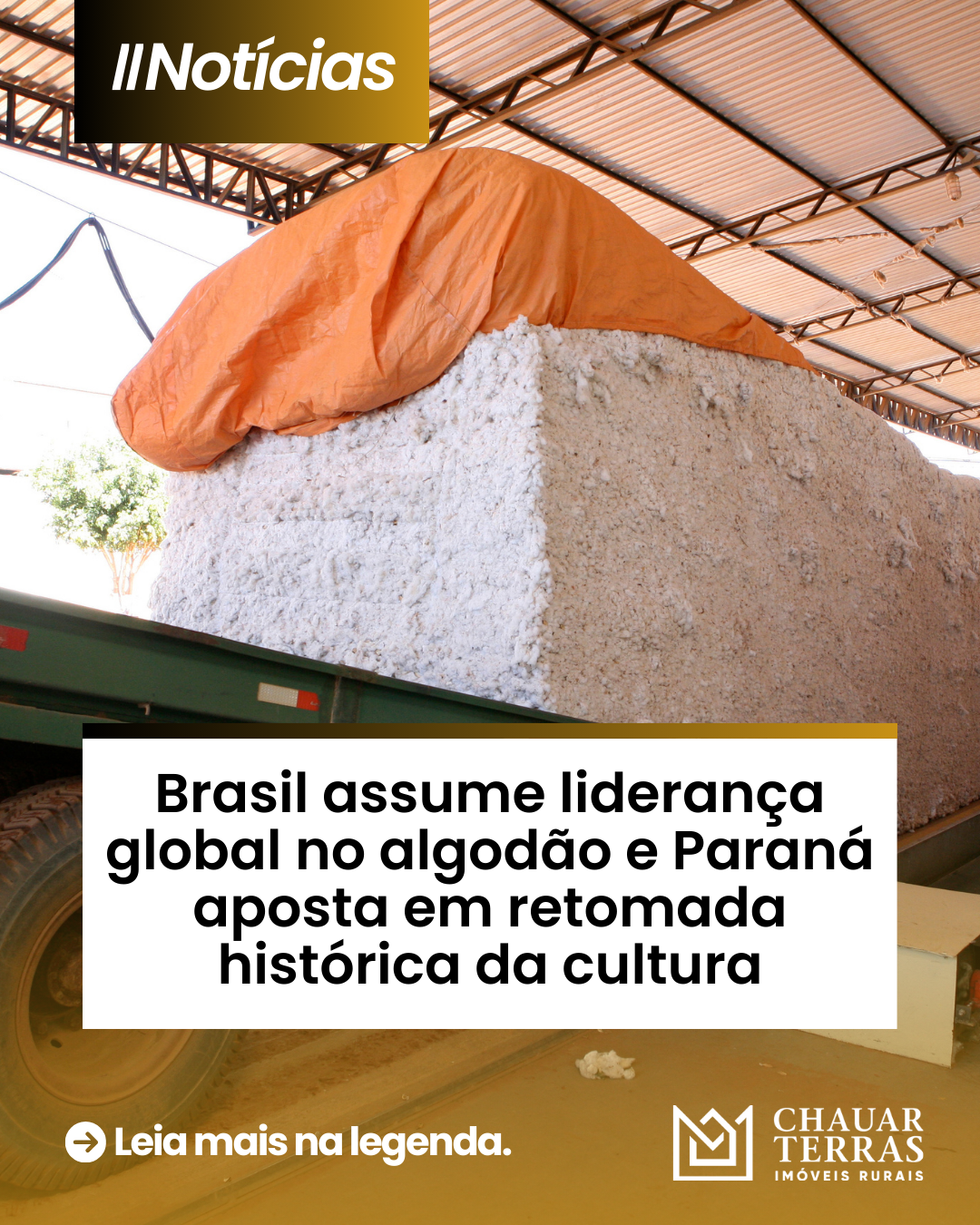 Brasil assume liderança global no algodão e Paraná aposta em retomada histórica da cultura