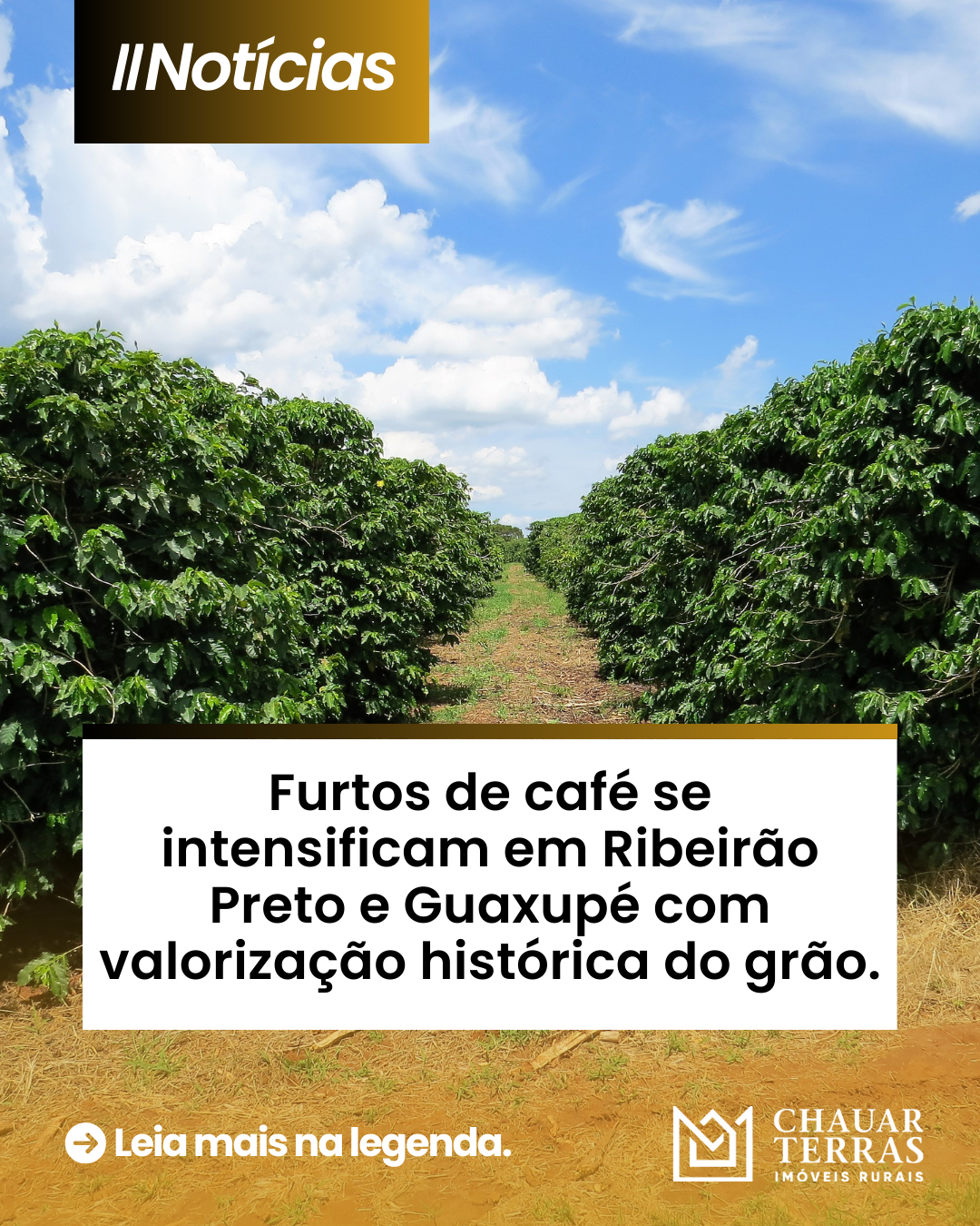 Furtos de café se intensificam em Ribeirão Preto e Guaxupé com valorização histórica do grão