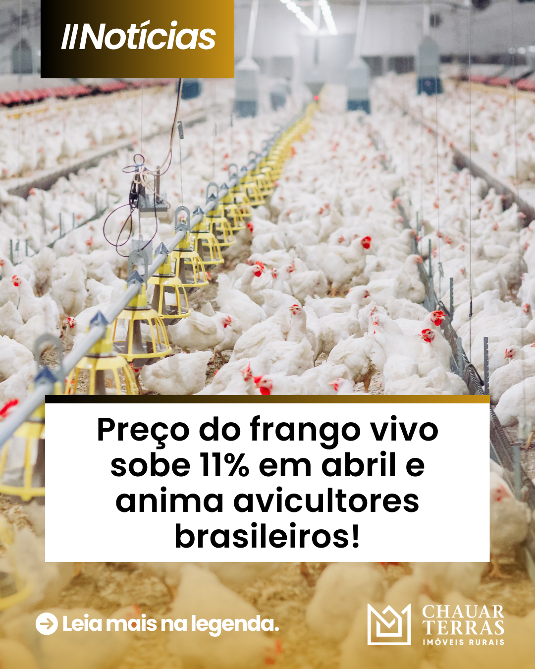 Preço do frango vivo sobe 11% em abril e anima avicultores brasileiros