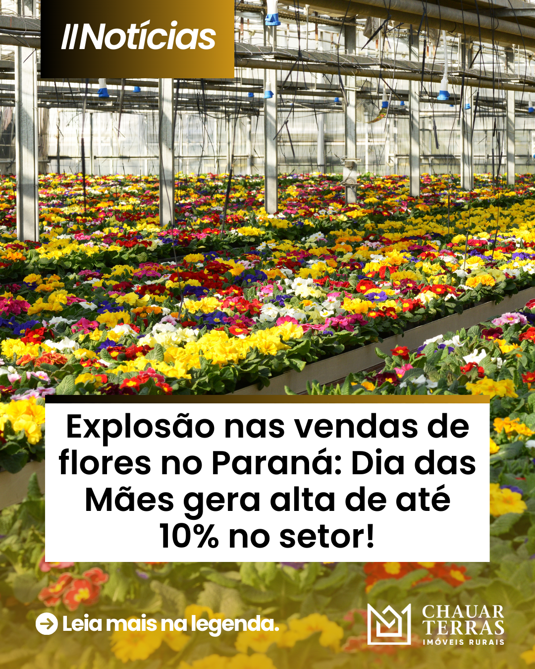 Explosão nas vendas de flores no Paraná: Dia das Mães gera alta de até 10% no setor