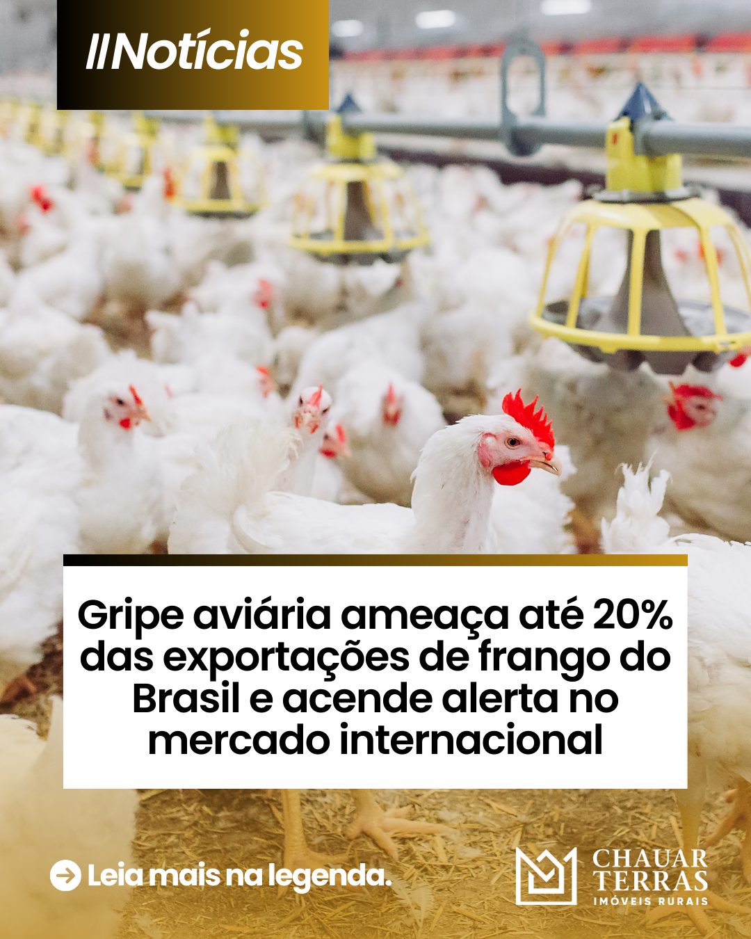 Gripe aviária ameaça até 20% das exportações de frango do Brasil e acende alerta no mercado internacional