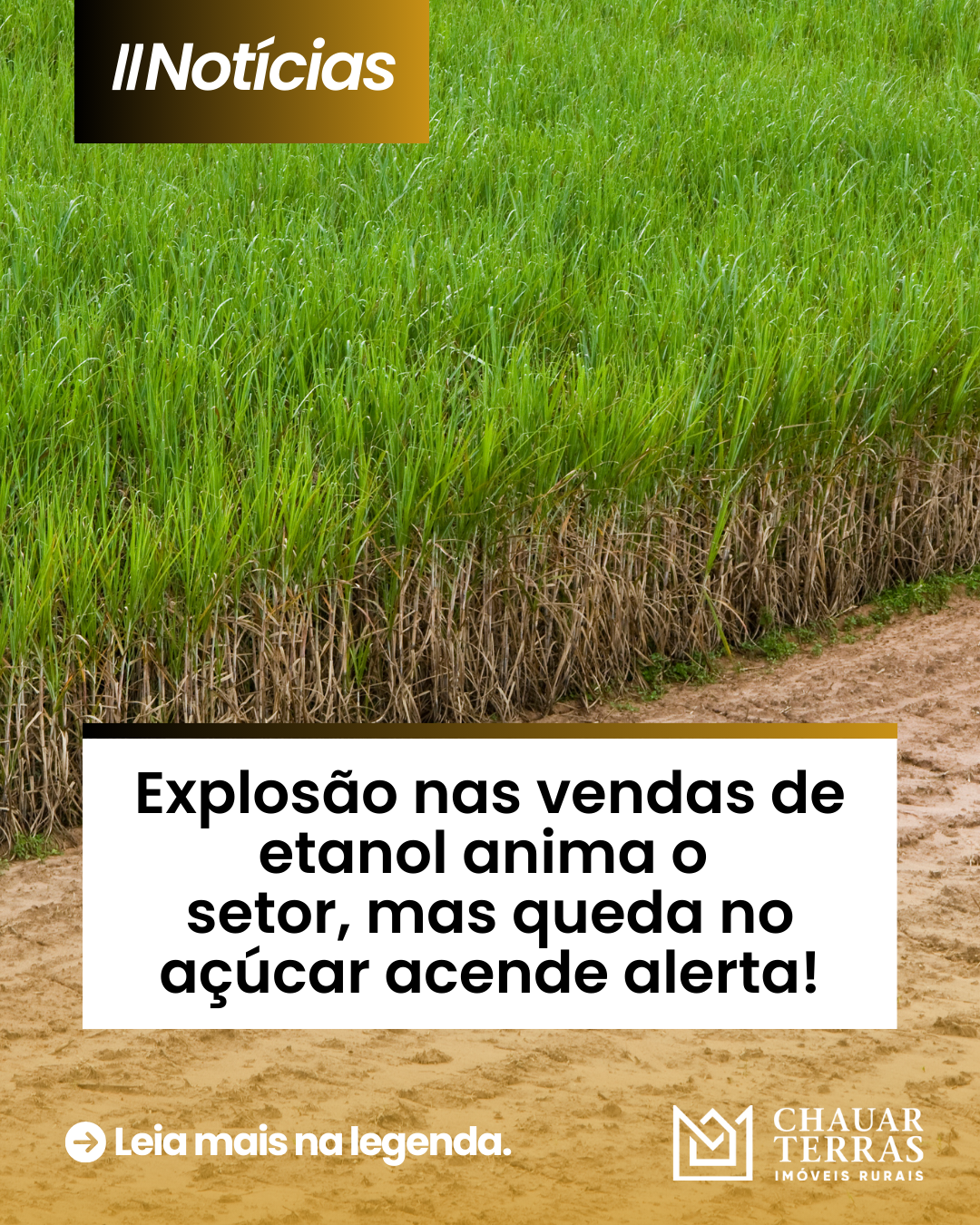 Explosão nas vendas de etanol anima o setor, mas queda no açúcar acende alerta