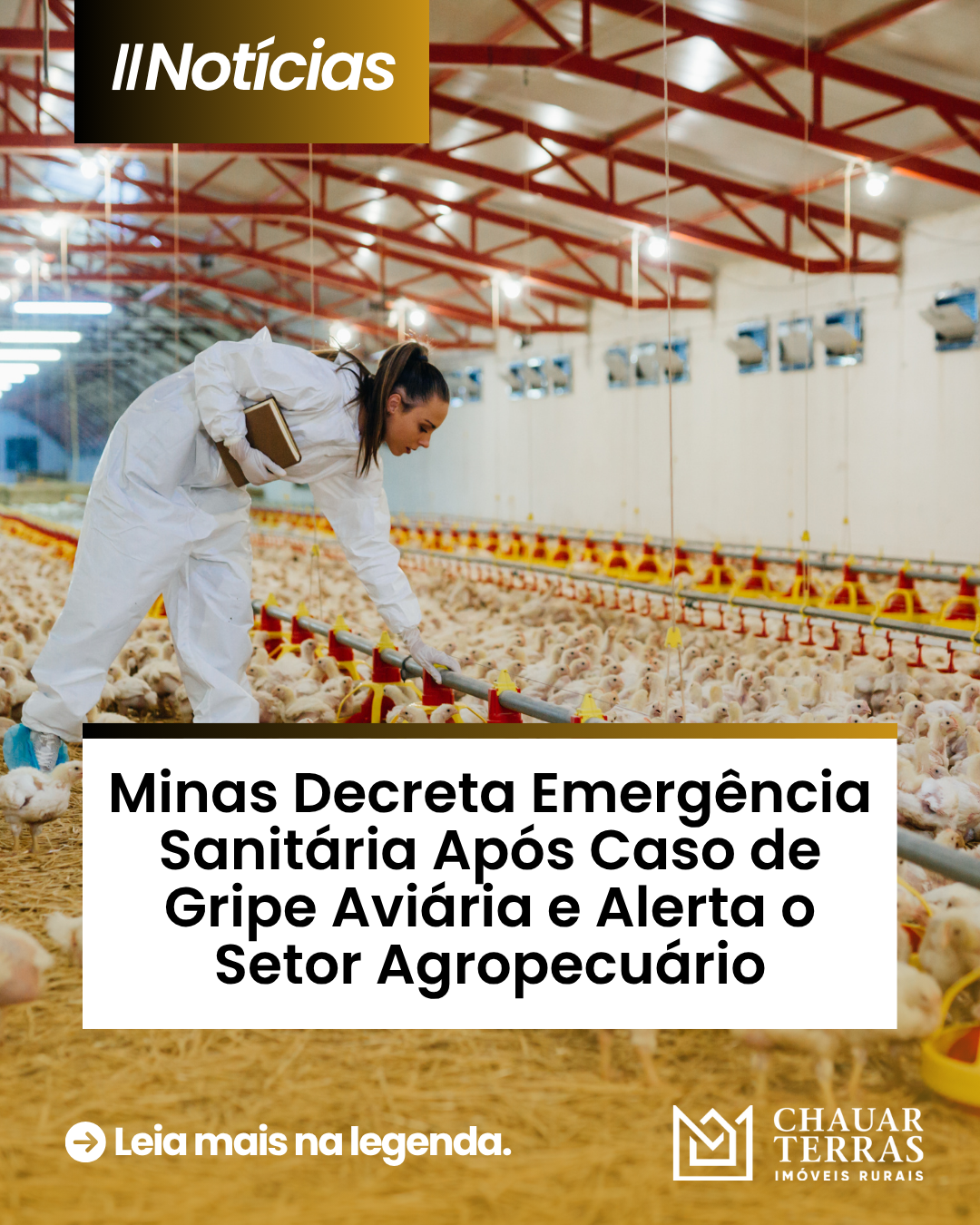 Minas Decreta Emergência Sanitária Após Caso de Gripe Aviária e Alerta o Setor Agropecuário