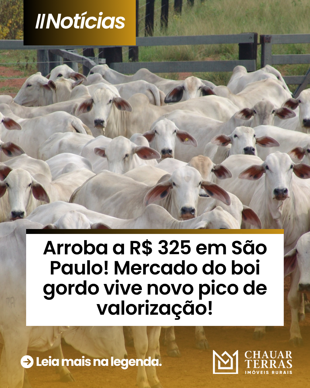 Arroba a R$ 325 em São Paulo! Mercado do boi gordo vive novo pico de valorização