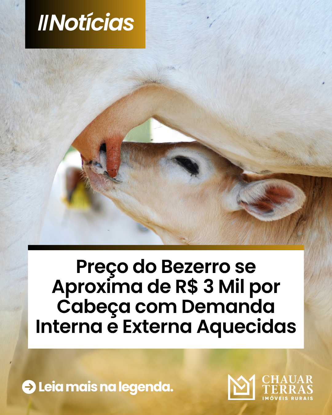 Preço do Bezerro se Aproxima de R$ 3 Mil por Cabeça com Demanda Interna e Externa Aquecidas