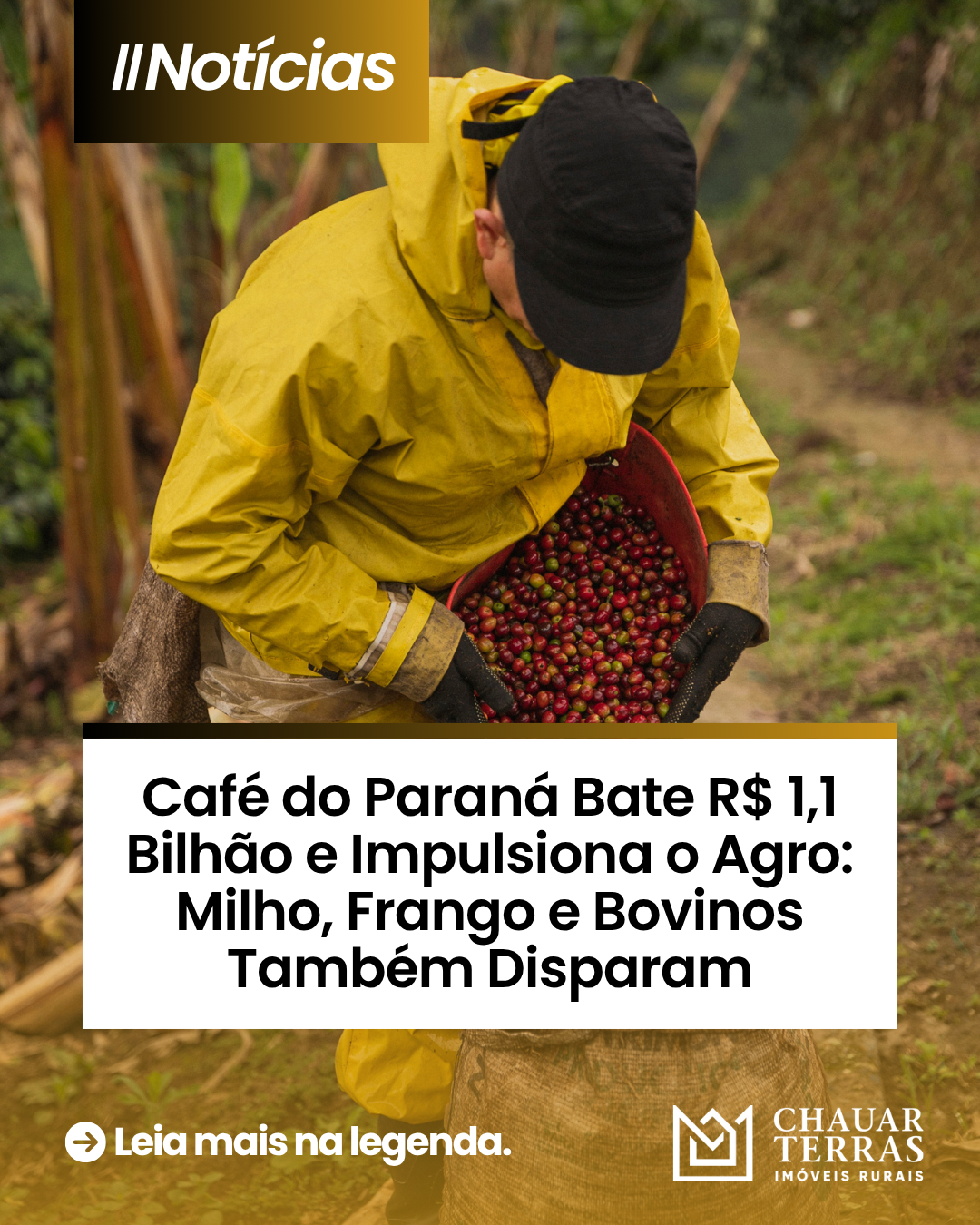 Café do Paraná Tem Alta de 100% e Valoriza o Agro