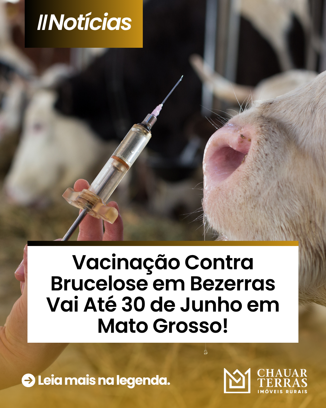 Vacinação Contra Brucelose em Bezerras Vai Até 30 de Junho em Mato Grosso