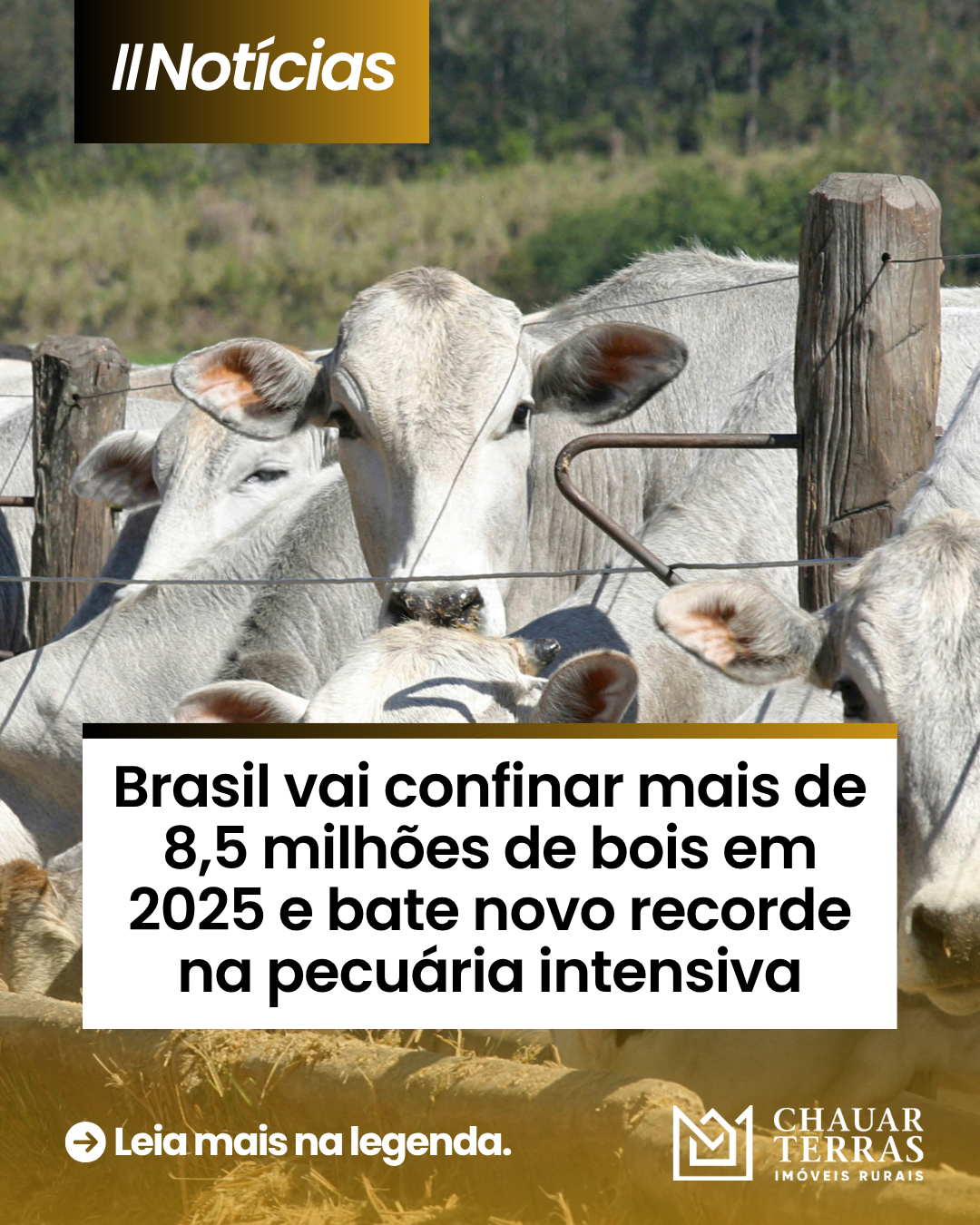 Brasil vai confinar mais de 8,5 milhões de bois em 2025 e bate novo recorde na pecuária intensiva