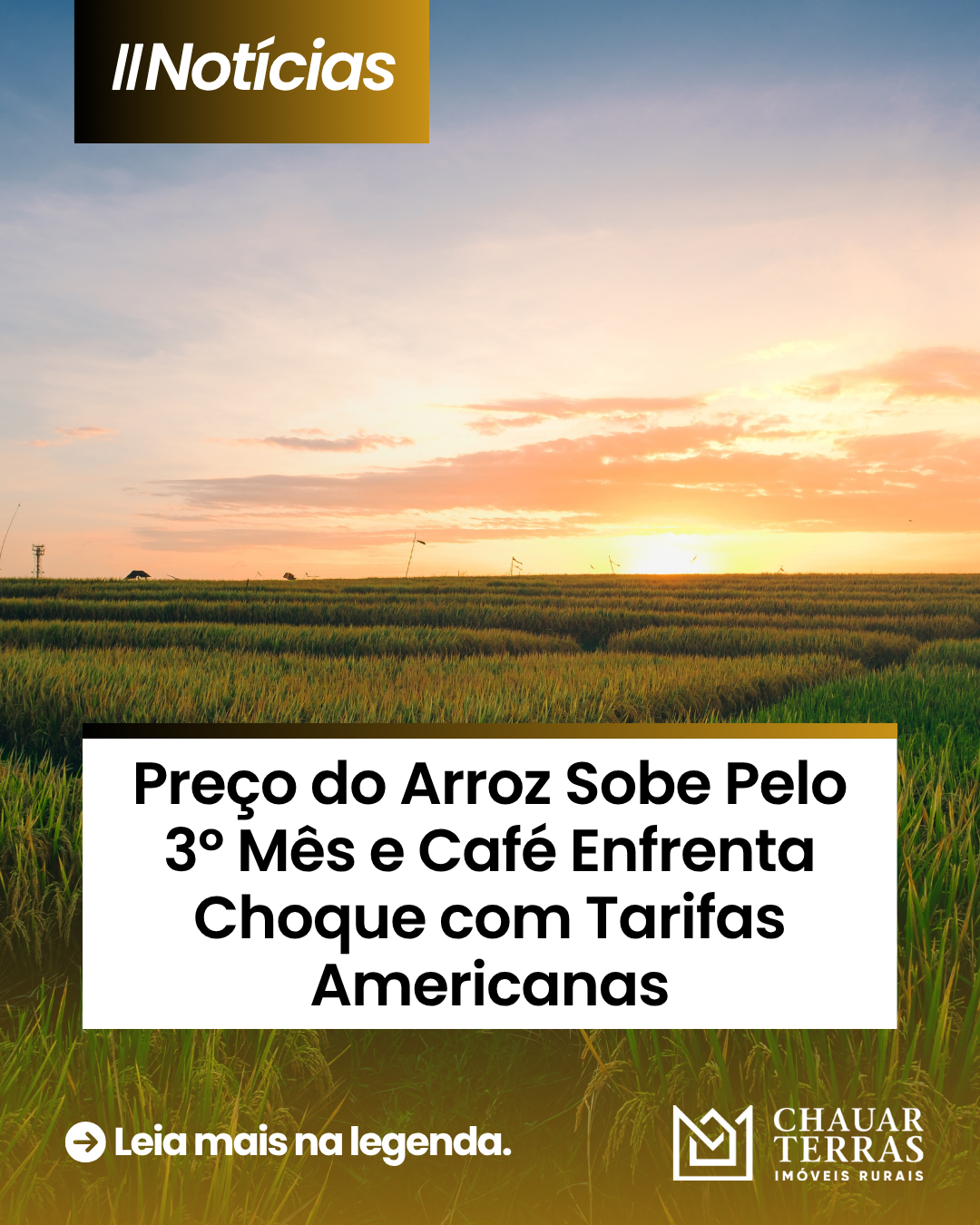 Preço do Arroz Sobe Pelo 3º Mês e Café Enfrenta Choque com Tarifas Americanas