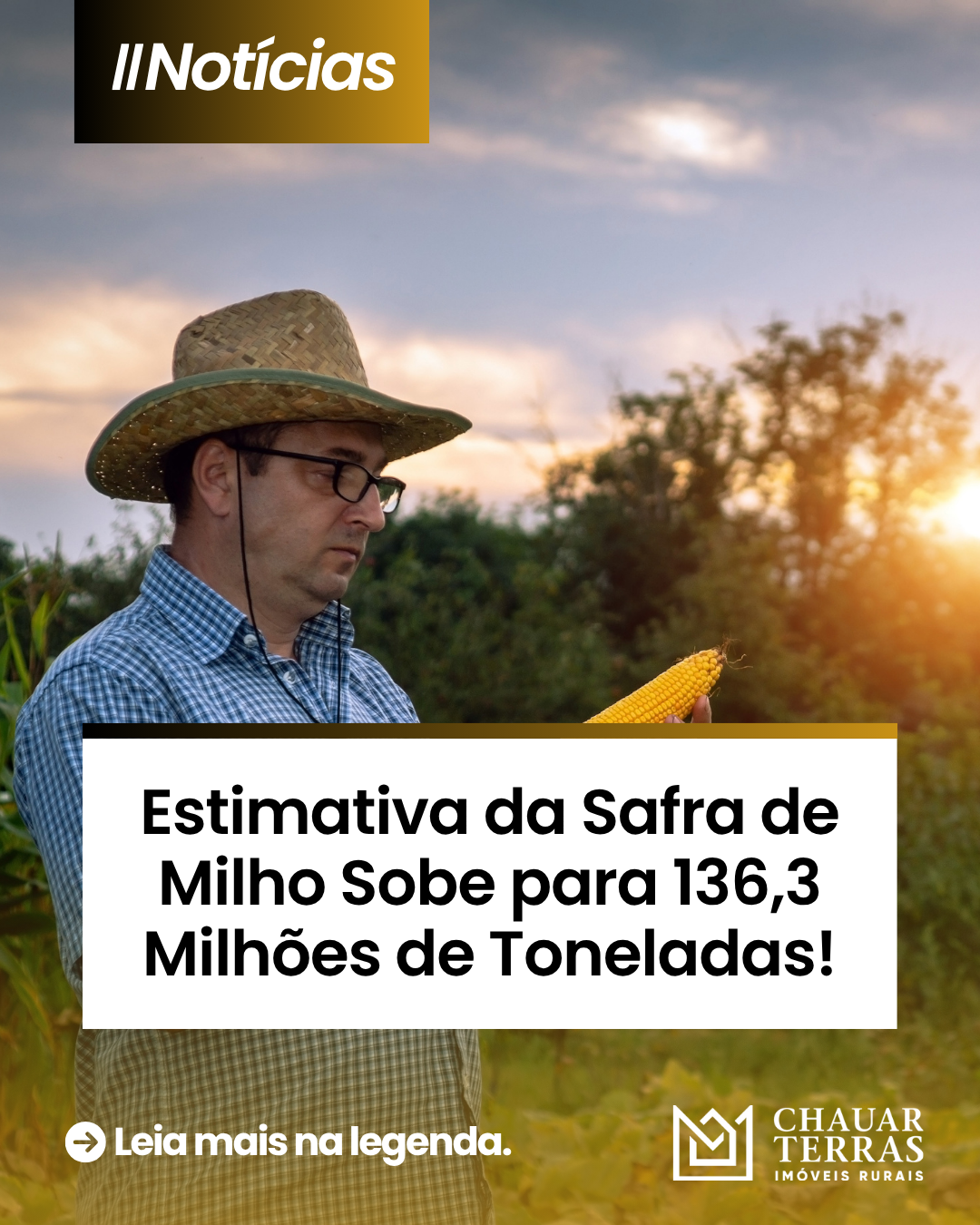 Estimativa da Safra de Milho Sobe para 136,3 Milhões de Toneladas