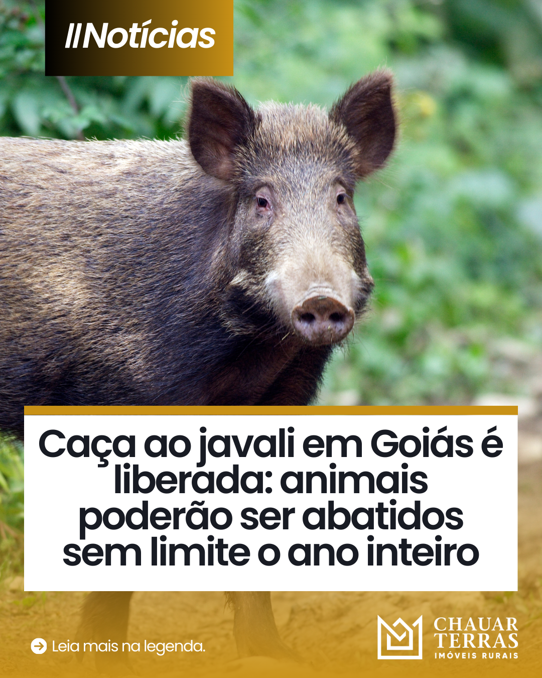 Caça ao javali em Goiás é liberada: animais poderão ser abatidos sem limite o ano inteiro