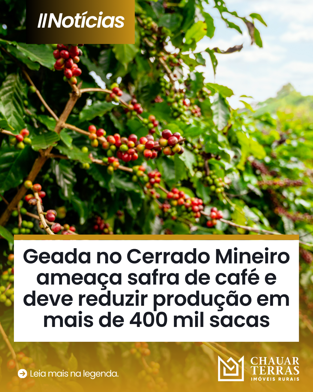  Notícias Leia mais na legenda. Geada no Cerrado Mineiro ameaça safra de café e deve reduzir produção em mais de 400 mil sacas