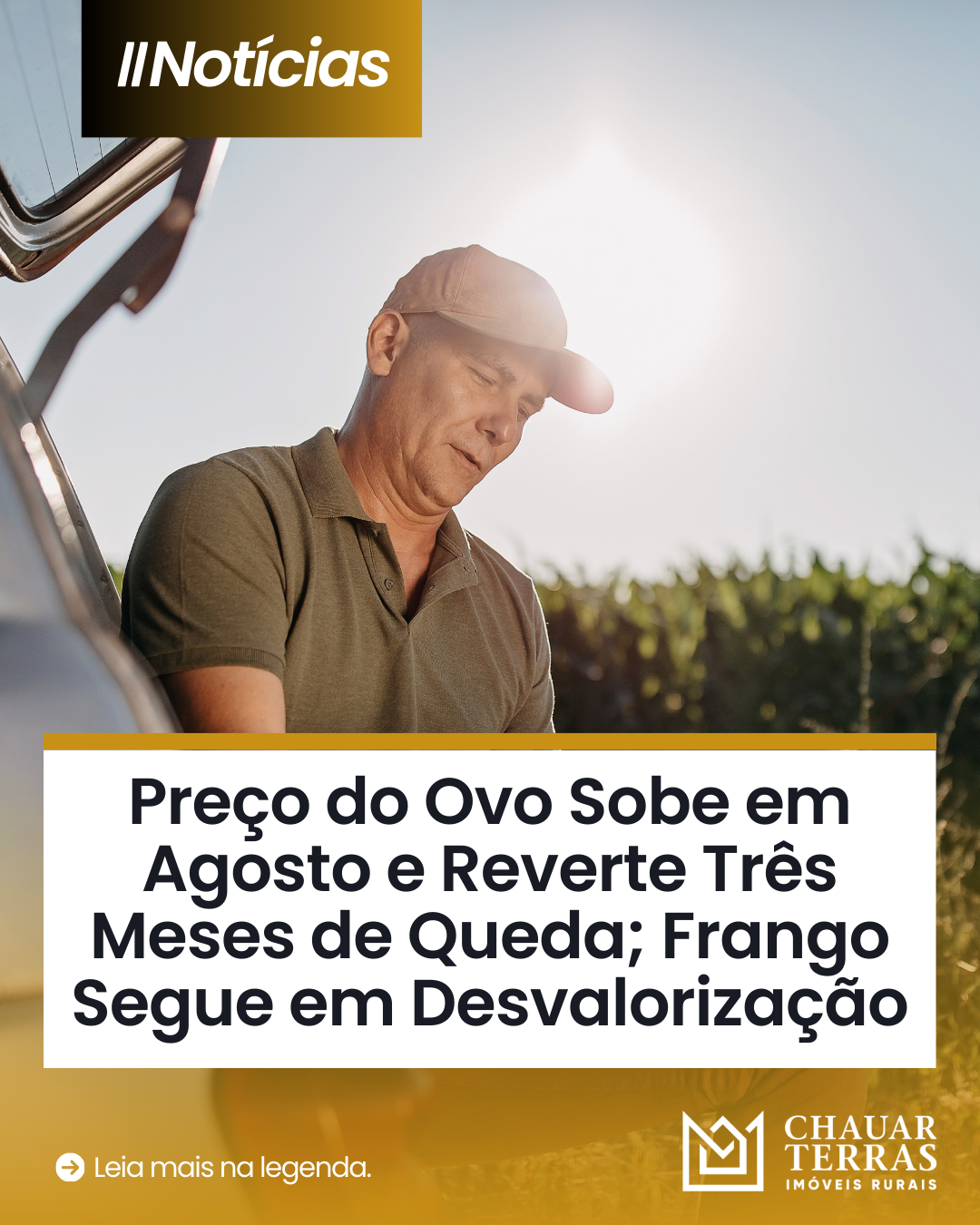 Preço do Ovo Sobe em Agosto e Reverte Três Meses de Queda; Frango Segue em Desvalorização