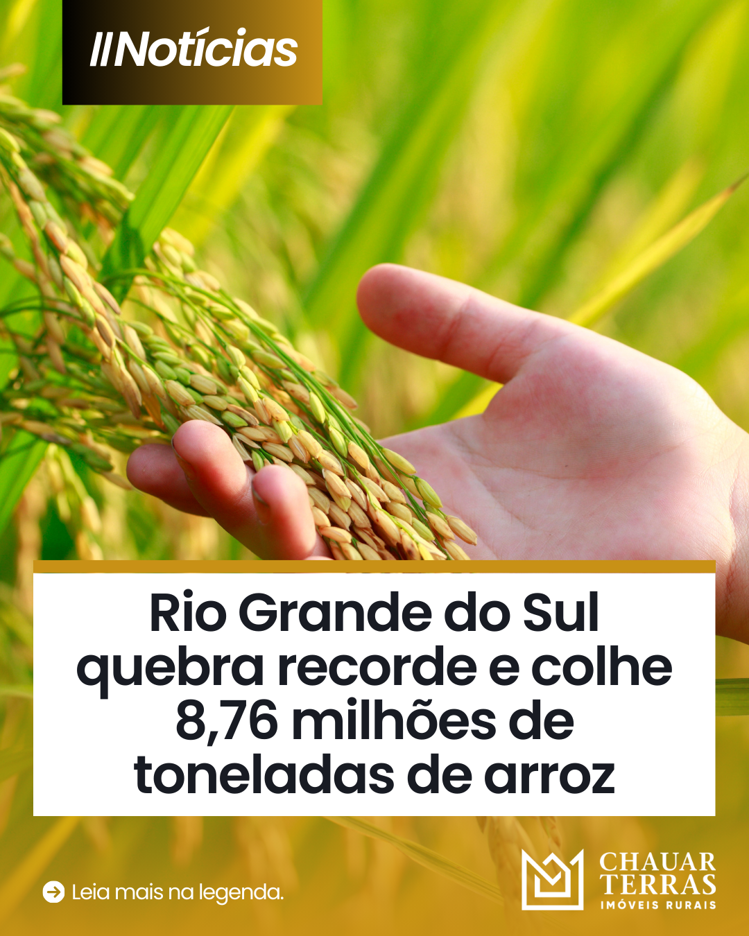 Rio Grande do Sul quebra recorde e colhe 8,76 milhões de toneladas de arroz