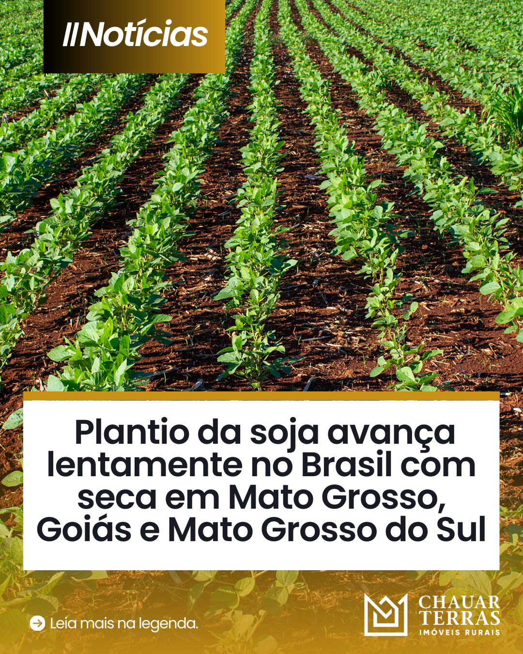 Plantio da soja avança lentamente no Brasil com seca em Mato Grosso, Goiás e Mato Grosso do Sul