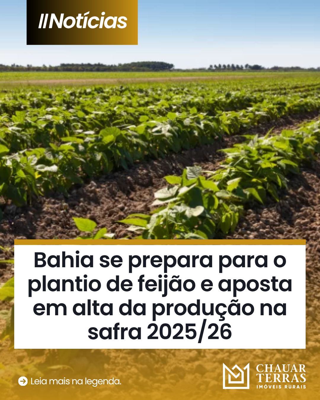 Bahia se prepara para o plantio de feijão e aposta em alta da produção na safra 2025/26