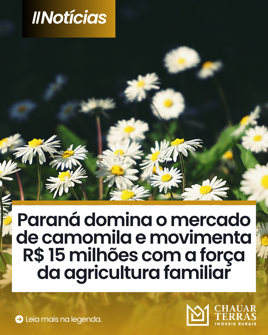 Paraná domina o mercado de camomila e movimenta R$ 15 milhões com a força da agricultura familiar