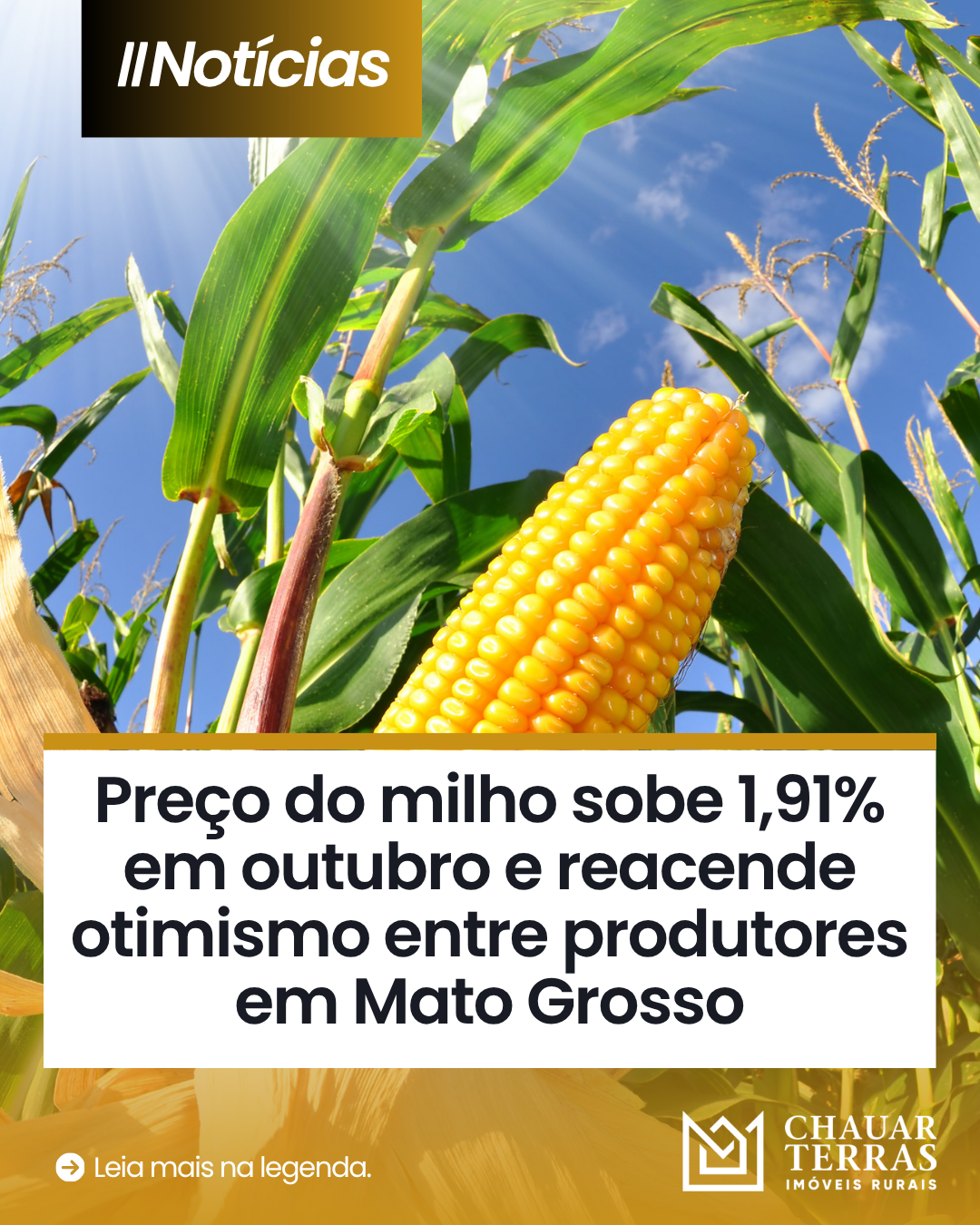 Preço do milho sobe 1,91% em outubro e reacende otimismo entre produtores em Mato Grosso