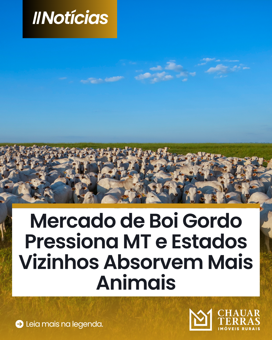 Mercado de Boi Gordo Pressiona MT e Estados Vizinhos Absorvem Mais Animais