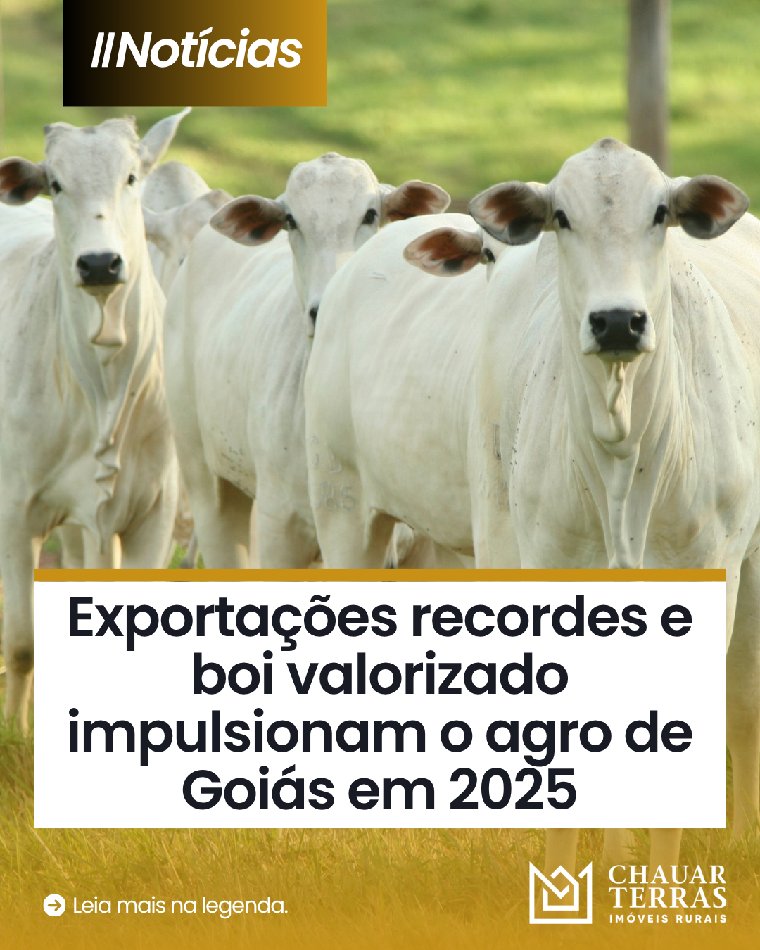 Exportações de carne de Goiás batem recorde e surpreendem o mercado
