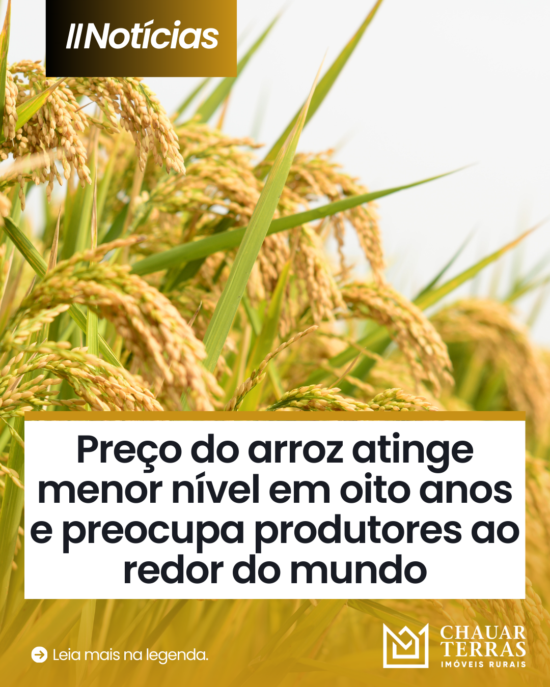 Preço do arroz atinge menor nível em oito anos e preocupa produtores ao redor do mundo
