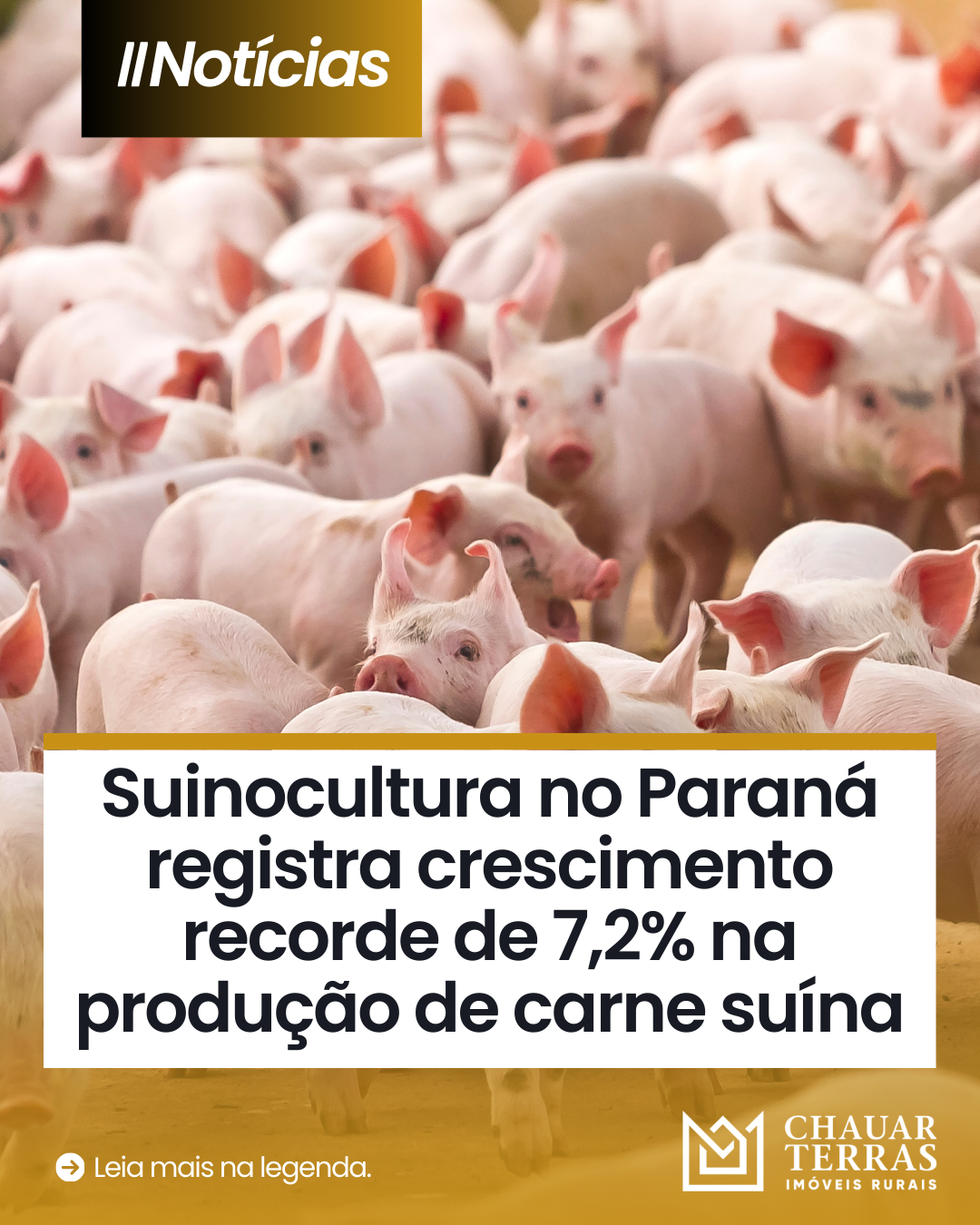 Paraná dispara na suinocultura e registra crescimento recorde de 7,2% na produção de carne suína