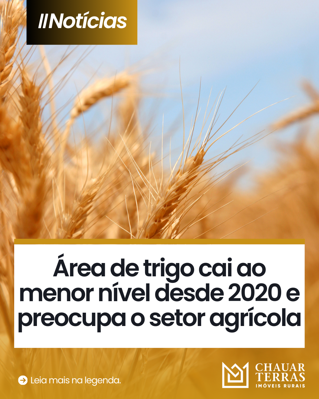 Área de trigo cai ao menor nível desde 2020 e preocupa o setor agrícola 