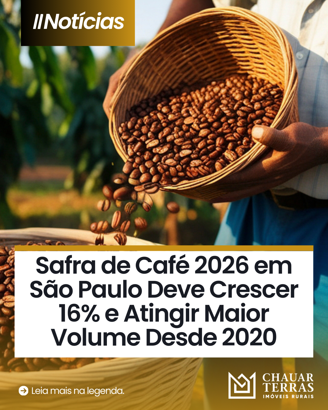 Safra de Café 2026 em São Paulo Deve Crescer 16% e Atingir Maior Volume Desde 2020