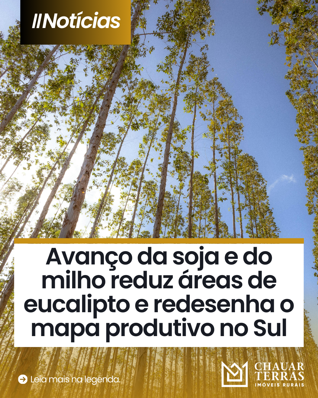 Rentabilidade em queda e produtividade limitada colocam cultivo de eucalipto sob pressão no Sul do Brasil