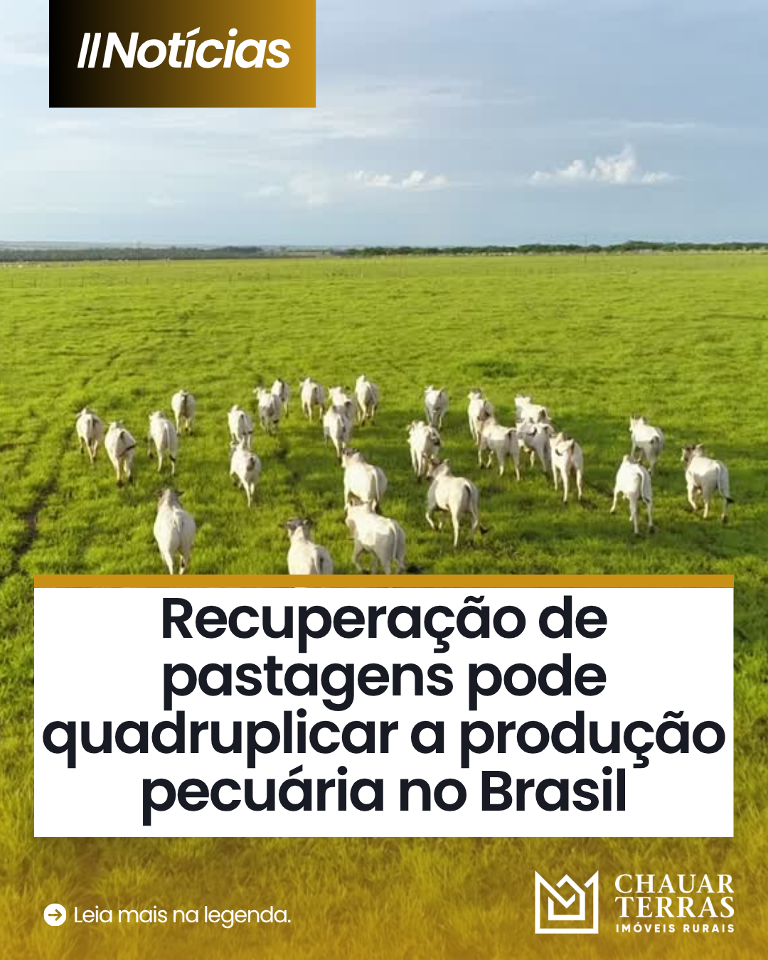Recuperação de pastagens pode quadruplicar a produção pecuária no Brasil