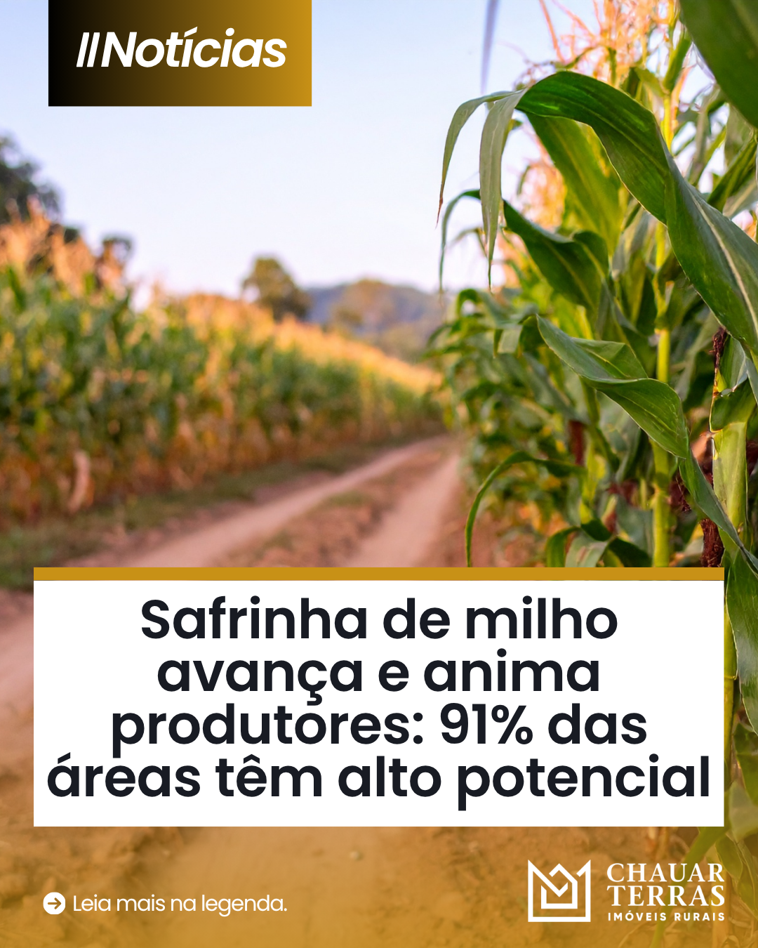 Safrinha de milho avança e anima produtores: 91% das áreas têm alto potencial