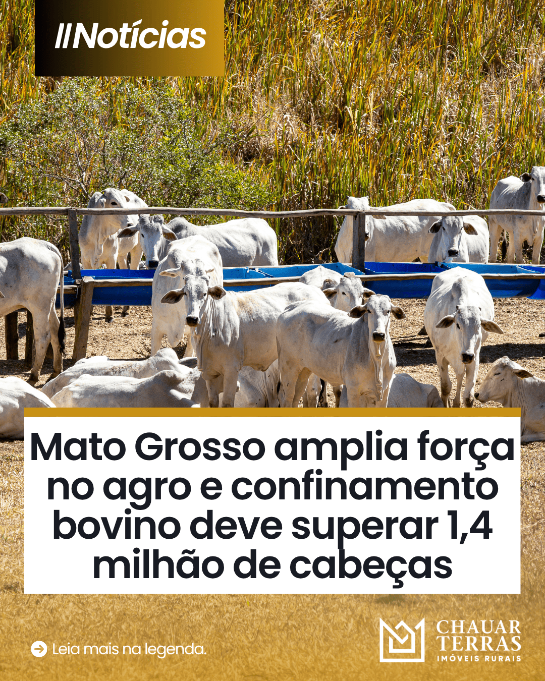 Confinamento cresce 55% em Mato Grosso