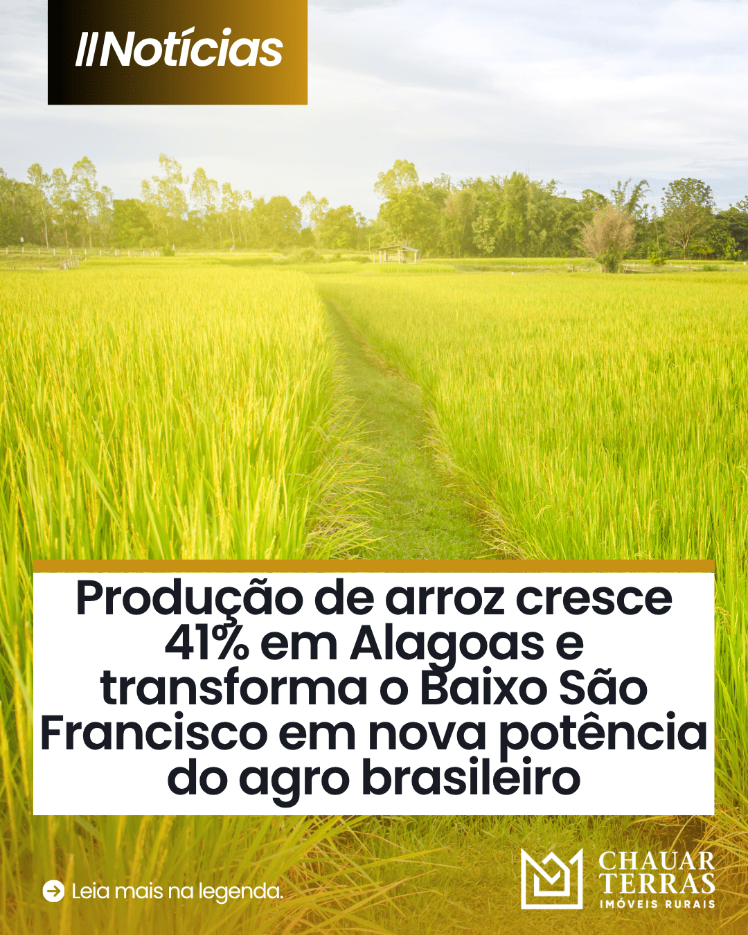 Arroz cresce 41% e impulsiona agro em Alagoas
