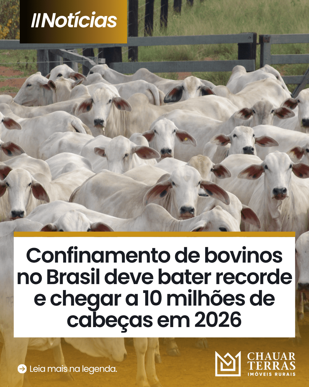 Brasil bate recorde e mira 10 milhões de bovinos