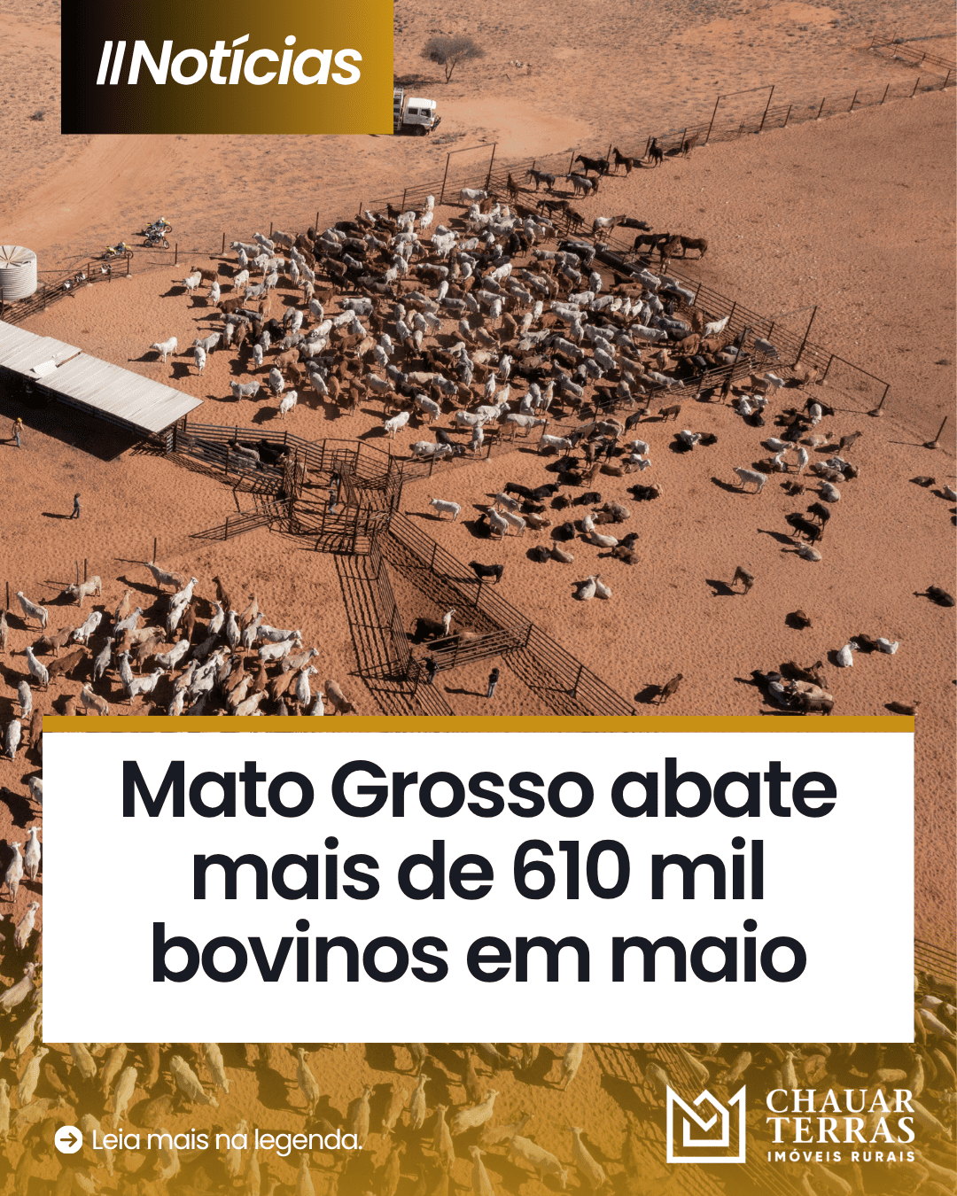 Abate de bovinos em MT supera 610 mil cabeças em maio