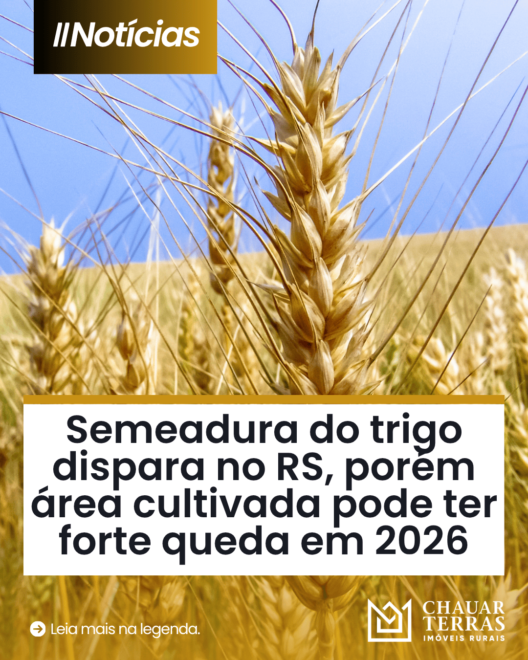 Trigo avança no RS, mas área plantada deve cair