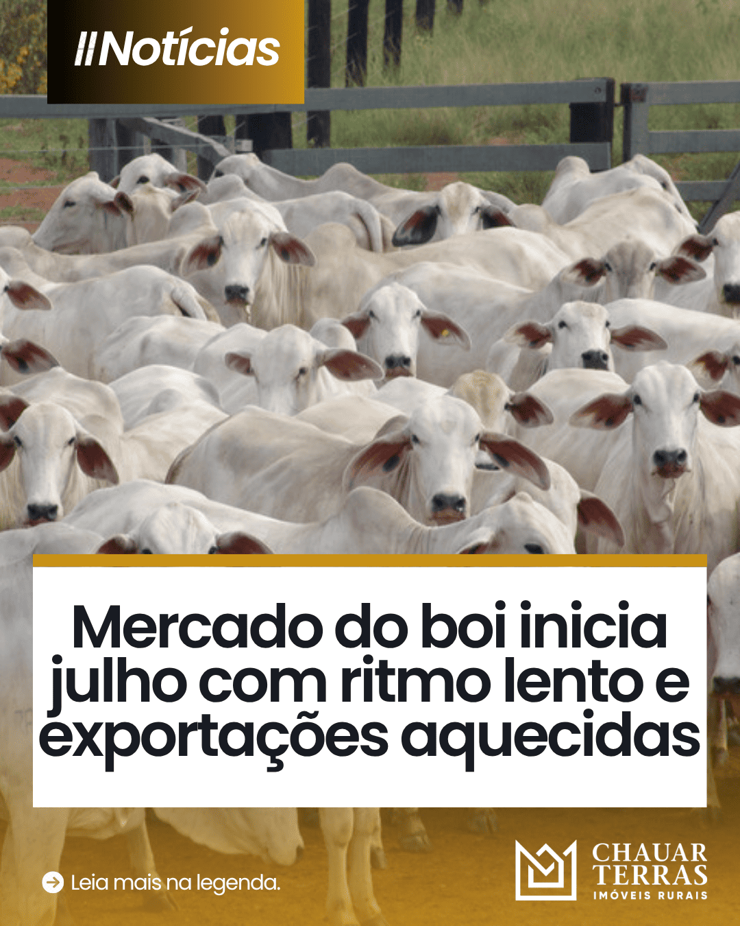 Exportações sustentam mercado do boi gordo