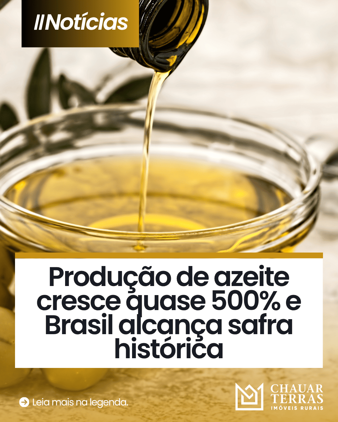 Produção de azeite dispara 497% e faz história