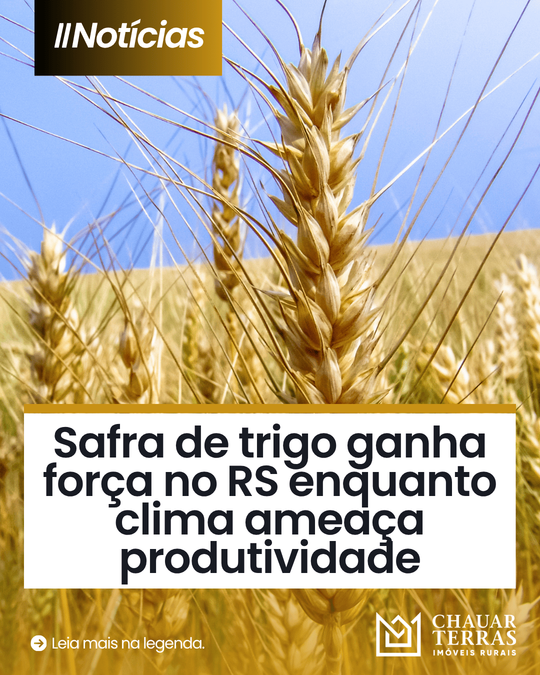 Plantio de trigo chega a 93% no RS