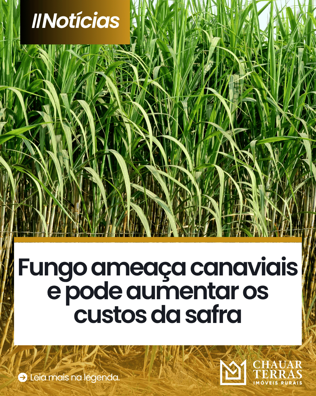 Fungo ameaça canaviais e pode aumentar os custos da safra