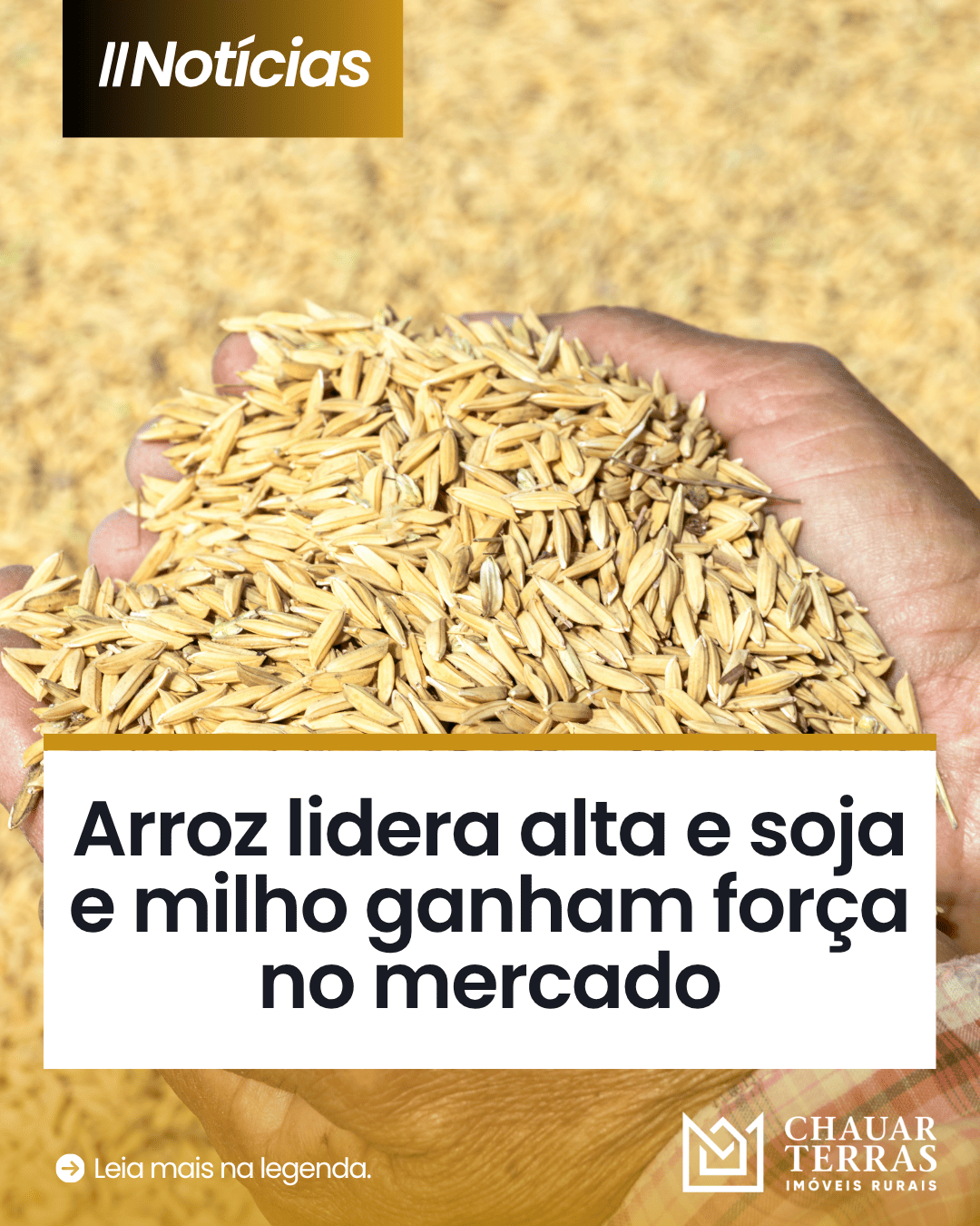 Arroz lidera alta, enquanto soja e milho avançam