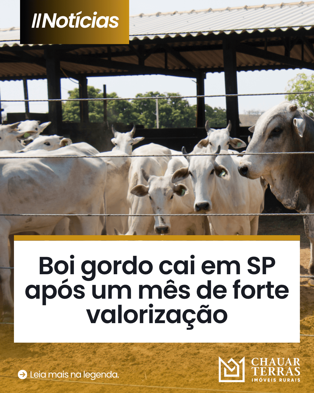 Boi gordo recua em SP após mês de forte alta