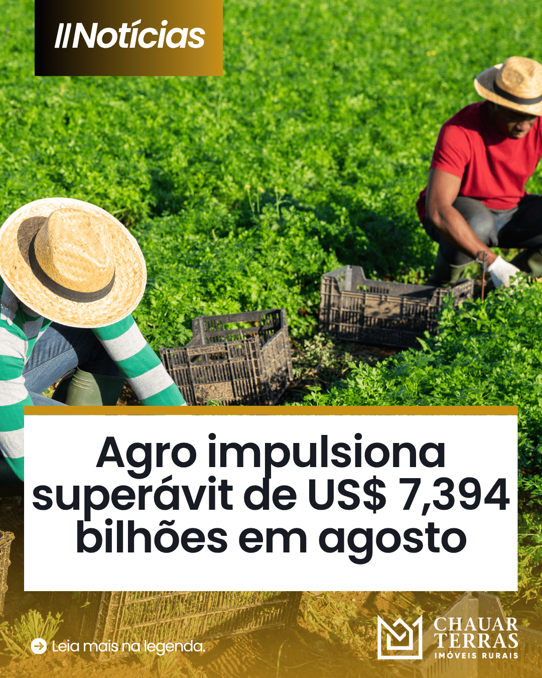 73% das vacinas do gado agora vêm do exterior