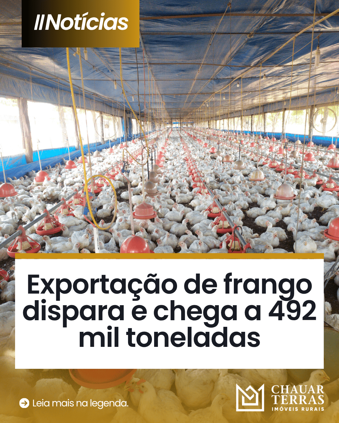 Exportação de frango dispara e chega a 492 mil toneladas